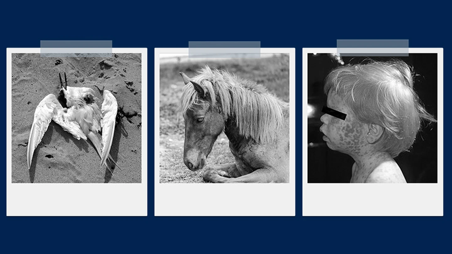 three polaroid photos showing different victims